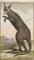 C0289825-Kangaroo,_1790s_illustration