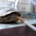 smokingturtle_200x200