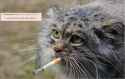 pallascatifonlyyouknew