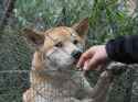 Dingo-Sanctuary-smelling-hand