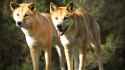 Dingoes2