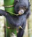 baby bonobo