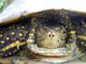 winking_turtles__by_mimmiel_d5ip9e5-fullview