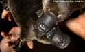 baby-platypus-2-photo-courtesy-Jay-Town-Herald-Sun-v2-web620_0