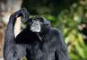 siamang contemplating