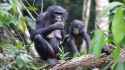 bonobo mother and child