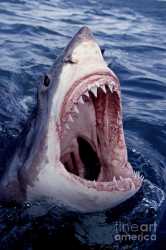 great-white-shark-lunging-out-of-the-ocean-with-mouth-open-showing-teeth-brandon-cole