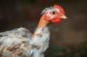 bald-red-neck-young-chicken-bald-neck-young-chicken-portrait-brown-background-113978385