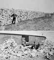 Bison skulls pile to be used for fertilizer , 1870 2