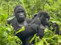 gorillas congo 