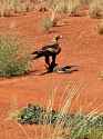 Wedge-tailed eagle with feral cat kill