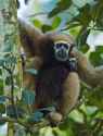 hoolock gibbon