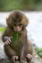 Monkey-Baby-Pictures-16