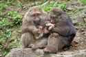 tibet macaques