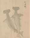 Paintings of hammerhead sharks depicted in the %22Oki National Products Illustration Notes%22. From Japan, Edo Period, 1735 CE