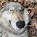 wolf snoot(2)