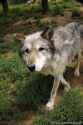 Skye the wolf