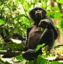 bonobo eating dialium leaves