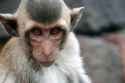 crab-eating_macaque-2737871066