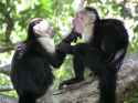 capuchins