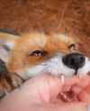 (gore warning) fox bite