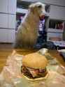 Borzoi hungry for burger