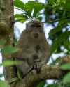 Monkey_Sitting_on_A_Tree_Branch