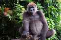 Cross_river_gorilla