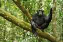 chimp tree