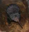 western-long-beaked-echidna-adb28be7-80a6-4361-9f4c-58795db2419-resize-750