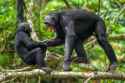 bonobo scolding