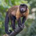 Tufted_capuchin_on_a_branch_in_Singapore