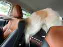 borzoi in car