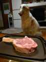 Borzoi Meat