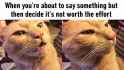 when-youre-about-to-say-something-but-then-decide-its-not-worth-the-effort-cat-3513532696