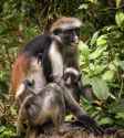 zanzibar colobus