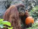 henry orangutan pumpkin