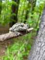 Gray_tree_frog_in_arboreal_forest_habitat,_MA (1)