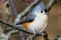 BOTW-tufted-Titmouse