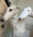 borzoi