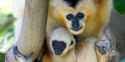 white cheeked gibbon