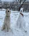 borzoi snow