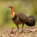 Australian_Brushturkey_2_-_Newington