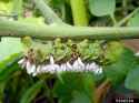 hornworm-parasitoid