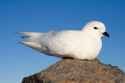 20051115 Snow Petrel