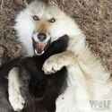 wolf being silly while playing.jfif