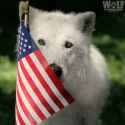 patriotic wolf.jfif