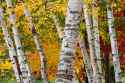 paperbirch