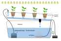 how-to-grow-plants-in-water