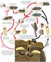 Massospora_cicadina_life_cycle